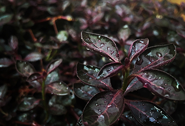 After the Rain