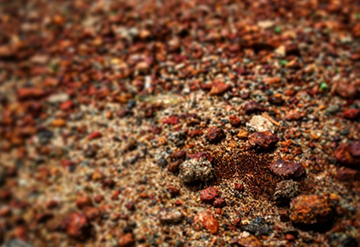 Ants