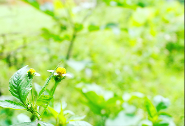 A yellow .