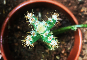 Cactus