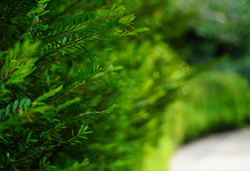 A green fence
