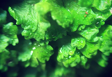 She is so Green
