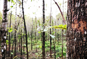 Trees