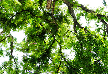 Look up